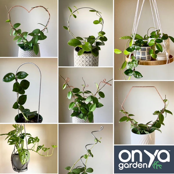 Does your house plant collection need some extra support? We've got you covered!