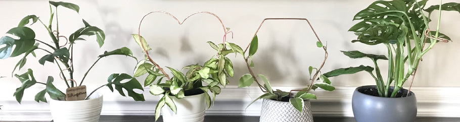 What is a Plant Trellis and why does my House Plant need a Plant Trellis or a Plant Stick?