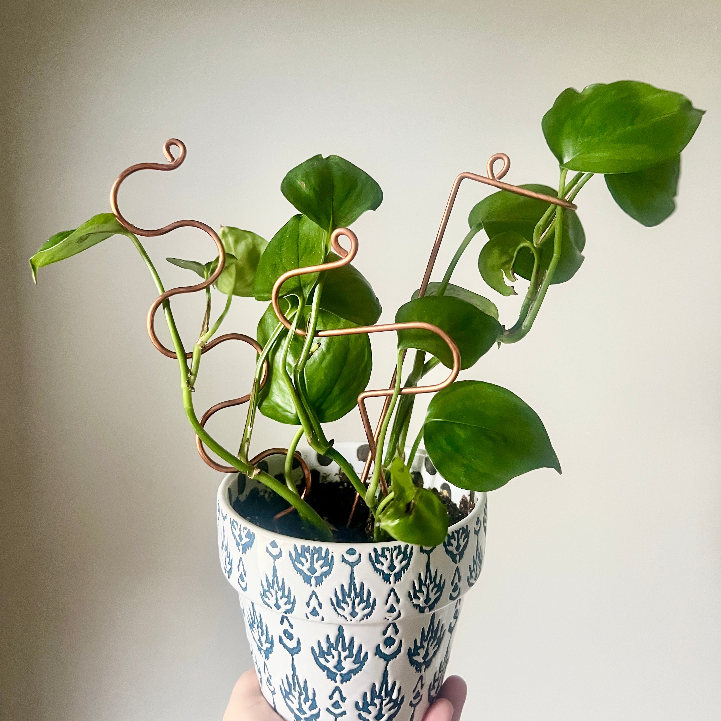 Copper and Steel Plant Sticks | Houseplant Stem Supports  On Ya Garden