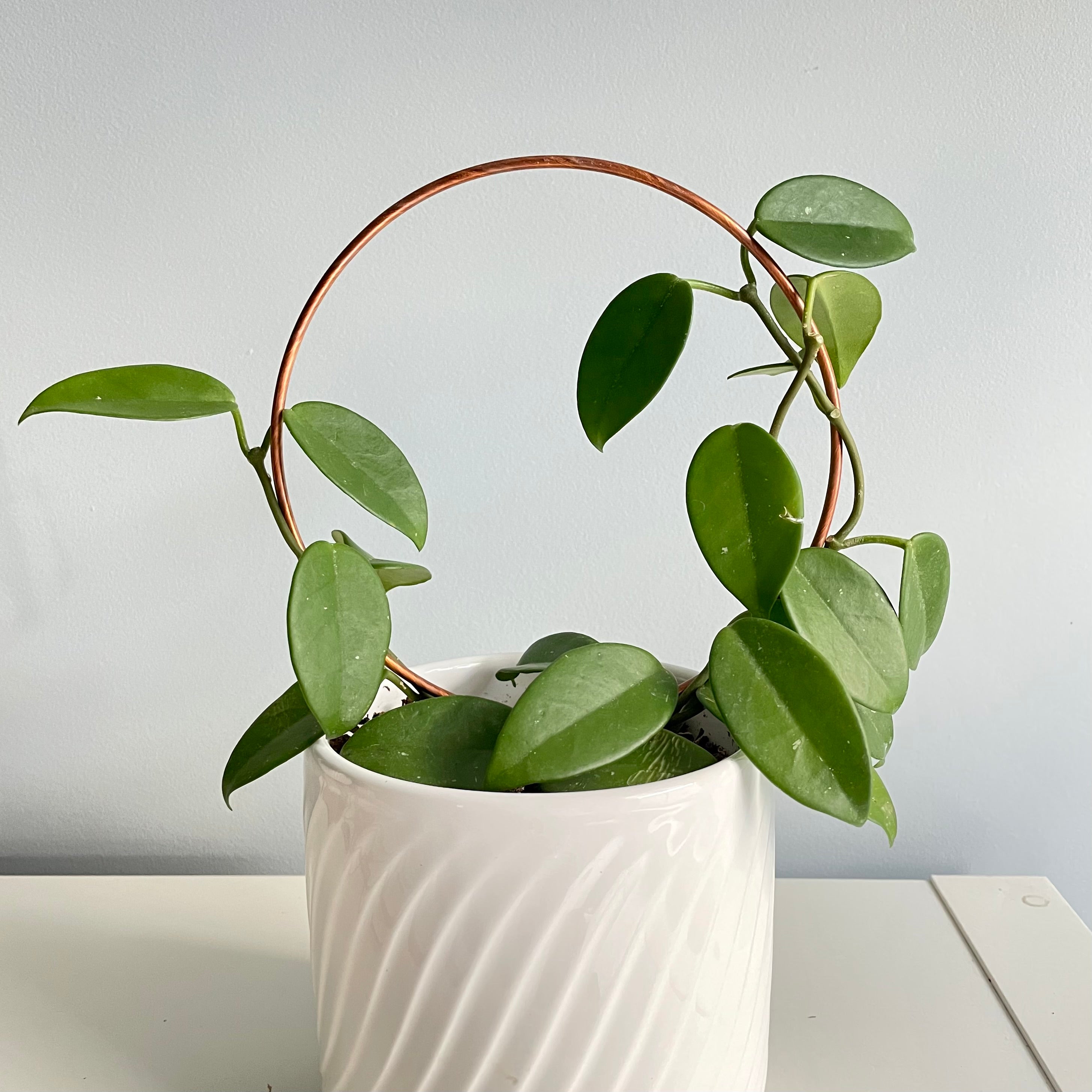 Copper Trellises and Plant Sticks Indoor Trellis for House Plants
