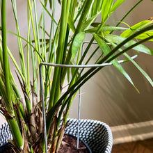 Load image into Gallery viewer, Steel Crescent Plant Stake, Leaning Plant Support