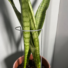 Load image into Gallery viewer, Steel Crescent Plant Stake, Leaning Plant Support