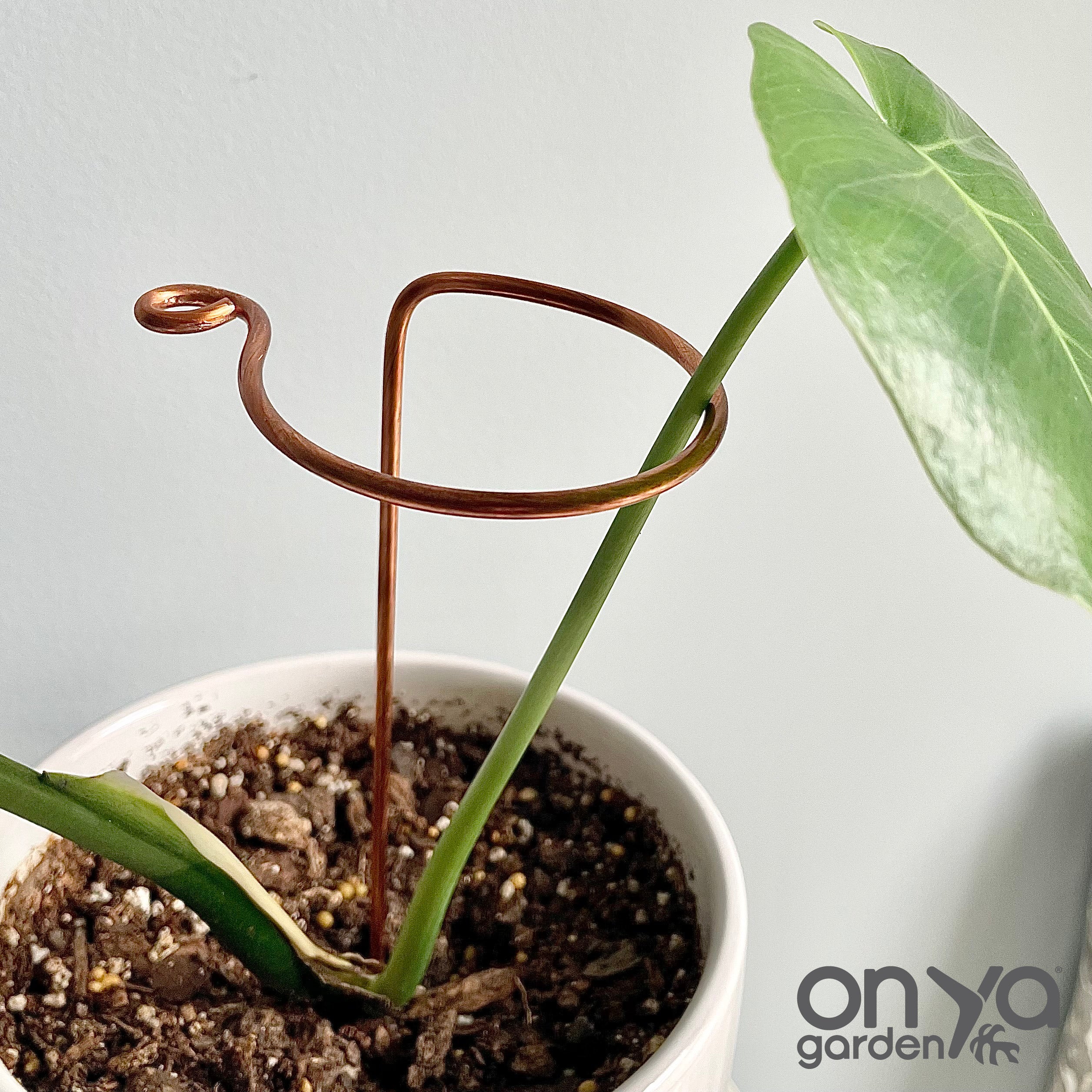 stick for pot plant Copper Hook Plant Stick, Leaning Stem Support 18