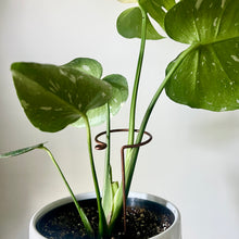 Load image into Gallery viewer, Copper Hook Plant Stick, Leaning Stem Support