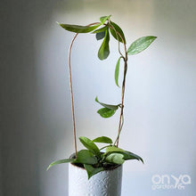 Load image into Gallery viewer, Copper Arch Trellis for Indoor House Plants - 3 Sizes Available-Trellis-On Ya Garden