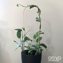 Load image into Gallery viewer, Copper Arch Trellis for Indoor House Plants - 3 Sizes Available-Trellis-On Ya Garden