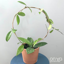 Load image into Gallery viewer, Copper Circle Trellis for House Plants - 4 Sizes Available-Trellis-On Ya Garden