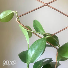 Load image into Gallery viewer, Copper Diamond Duo Wire Trellis for Hoyas-Trellis-On Ya Garden
