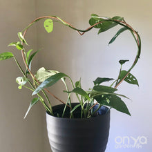 Load image into Gallery viewer, Copper Heart Trellis for Indoor Plant - 3 Sizes Available - Plant Gift-Trellis-On Ya Garden