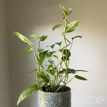 Load image into Gallery viewer, Copper Large Spiral Indoor Plant Stick - Coiled Plant Stake-Plant Stick-On Ya Garden