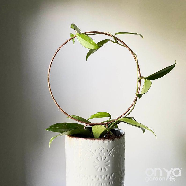 trellis for hoya plant Copper Loop Circle Plant Trellis, 3 Size Options Medium