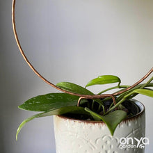 Load image into Gallery viewer, Copper Loop Circle Hoya and House Plant Trellis - 3 Sizes Available-Trellis-On Ya Garden