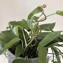 Load image into Gallery viewer, Copper Spiral Indoor Plant Sticks - Set of 2-Plant Stick-On Ya Garden