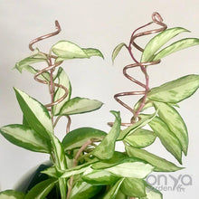 Load image into Gallery viewer, Copper Spiral Indoor Plant Sticks - Set of 2-Plant Stick-On Ya Garden
