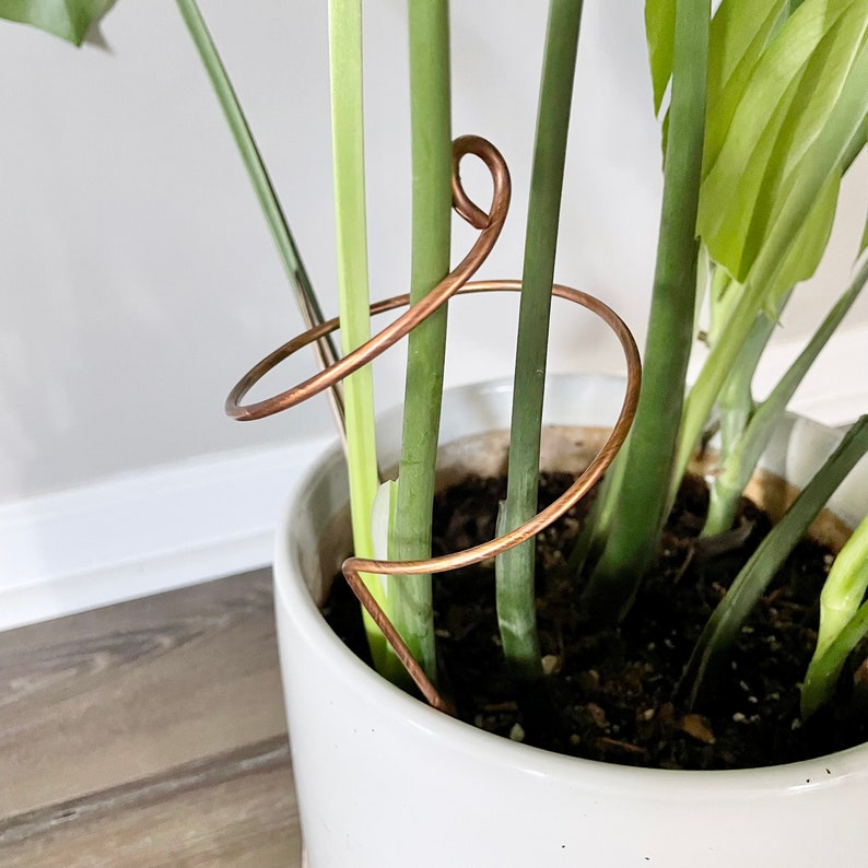 Copper Wide Curl Plant Stick, Decorative Plant Stake