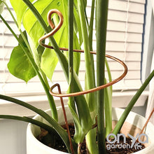 Load image into Gallery viewer, Copper Wide Curl Plant Stick, Decorative Plant Stake
