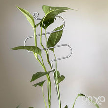 Load image into Gallery viewer, Large Steel Plant Sticks - Long Stem Supporters for Indoor Houseplants-Plant Stick-On Ya Garden