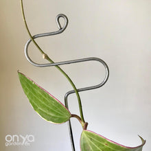 Load image into Gallery viewer, Set of 3 Steel Indoor Plant Sticks - Houseplant Stem Supporters-Plant Stick-On Ya Garden
