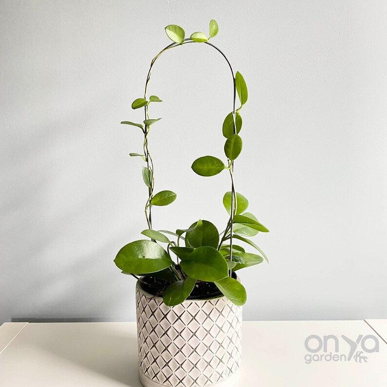 small indoor plant trellis Steel Arch Plant Trellis, 3 Size Options Large