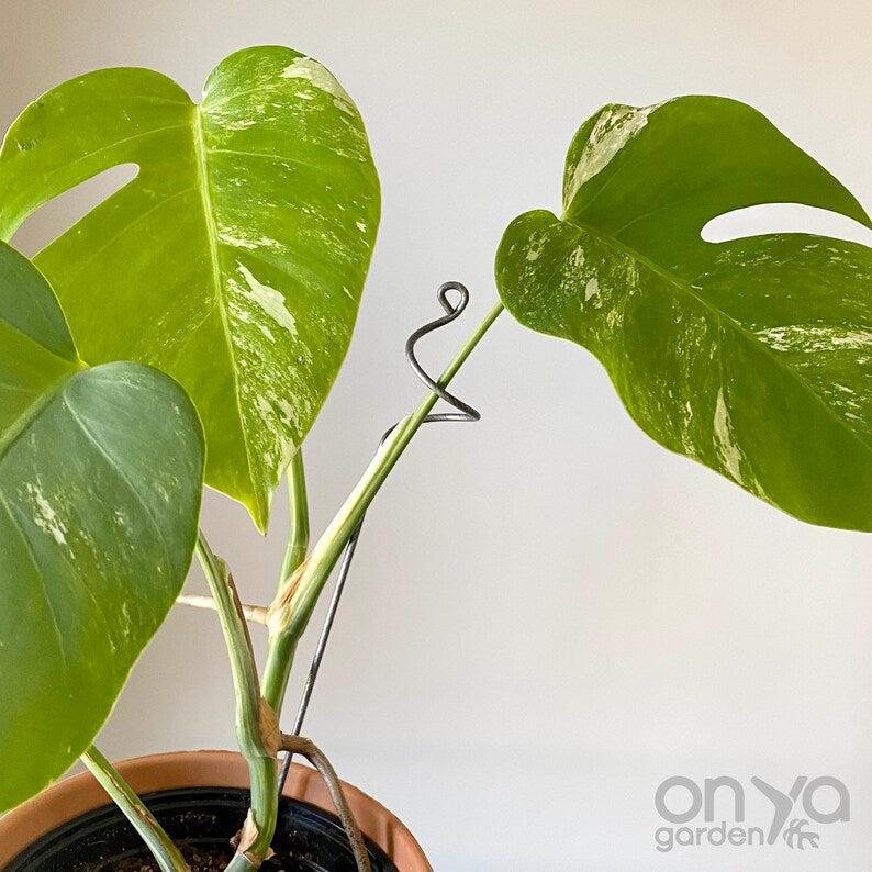 monstera plant stick Steel Curl Plant Stick, 2 Length Options 12" Steel Curl