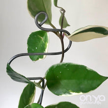 Load image into Gallery viewer, Steel Hairpin Curve Indoor Plant Stick-Plant Stick-On Ya Garden
