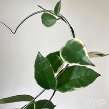 Load image into Gallery viewer, Steel Heart Indoor Plant Trellis - 3 sizes available-Trellis-On Ya Garden