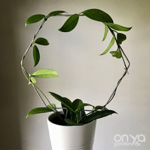 Load image into Gallery viewer, Steel Hexagon Honeycomb House Plant Trellis- 3 sizes available-Trellis-On Ya Garden