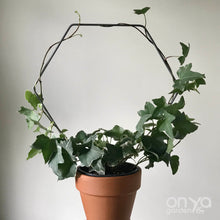 Load image into Gallery viewer, Steel Hexagon Honeycomb House Plant Trellis- 3 sizes available-Trellis-On Ya Garden