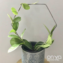 Load image into Gallery viewer, Steel Hexagon Honeycomb House Plant Trellis- 3 sizes available-Trellis-On Ya Garden