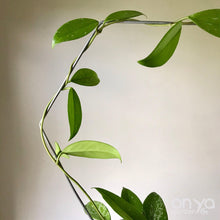 Load image into Gallery viewer, Steel Hexagon Honeycomb House Plant Trellis- 3 sizes available-Trellis-On Ya Garden