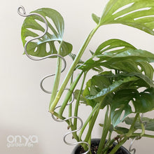 Load image into Gallery viewer, Steel Large Serpent Plant Stick - 18" Indoor Plant Stake-Plant Stick-On Ya Garden