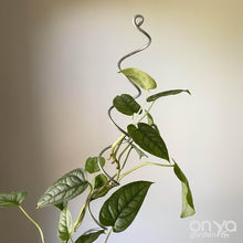 Load image into Gallery viewer, Steel Large Spiral Plant Stick - 18" Coil Indoor Plant Stake-Plant Stick-On Ya Garden