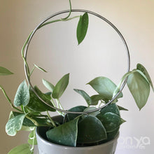 Load image into Gallery viewer, Steel Loop Circle Trellis for Hoyas and House Plants - 3 Sizes Available-Trellis-On Ya Garden
