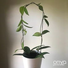 Load image into Gallery viewer, Steel Pointed Arch Trellis for House Plants-Trellis-On Ya Garden