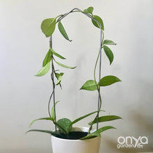 Load image into Gallery viewer, Steel Pointed Arch Trellis for House Plants-Trellis-On Ya Garden