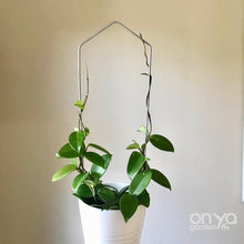 Load image into Gallery viewer, Steel Pointed Arch Trellis for House Plants-Trellis-On Ya Garden