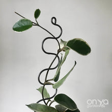 Load image into Gallery viewer, Steel Serpent Plant Stick Stem Supporter-Plant Stick-On Ya Garden