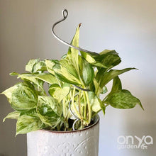 Load image into Gallery viewer, Steel Twirl and Whirl Plant Sticks - Unique Plant Stakes for Indoor Plants-Plant Stick-On Ya Garden