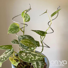 Load image into Gallery viewer, Steel Twirl and Whirl Plant Sticks - Unique Plant Stakes for Indoor Plants-Plant Stick-On Ya Garden