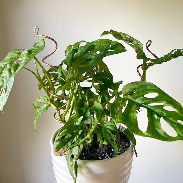 7 Easy and Quick Indoor Plant Care Tips