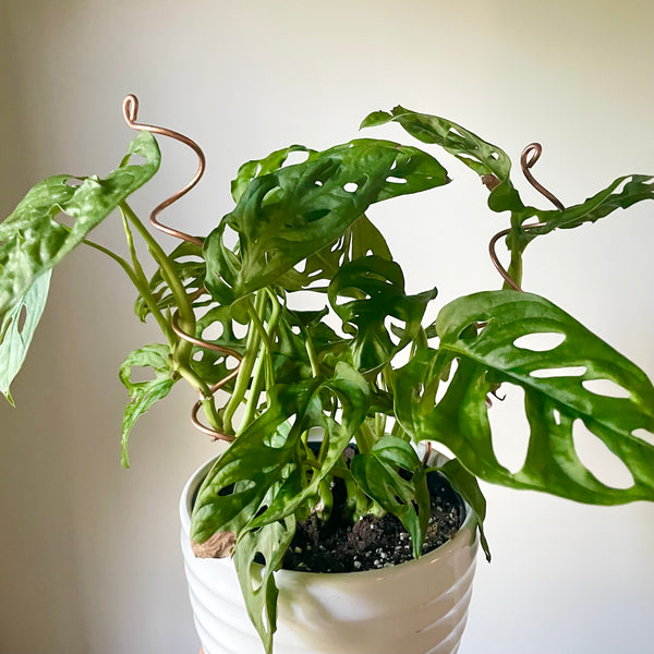Copper Whirl and Twirl Plant Sticks by On Ya Garden