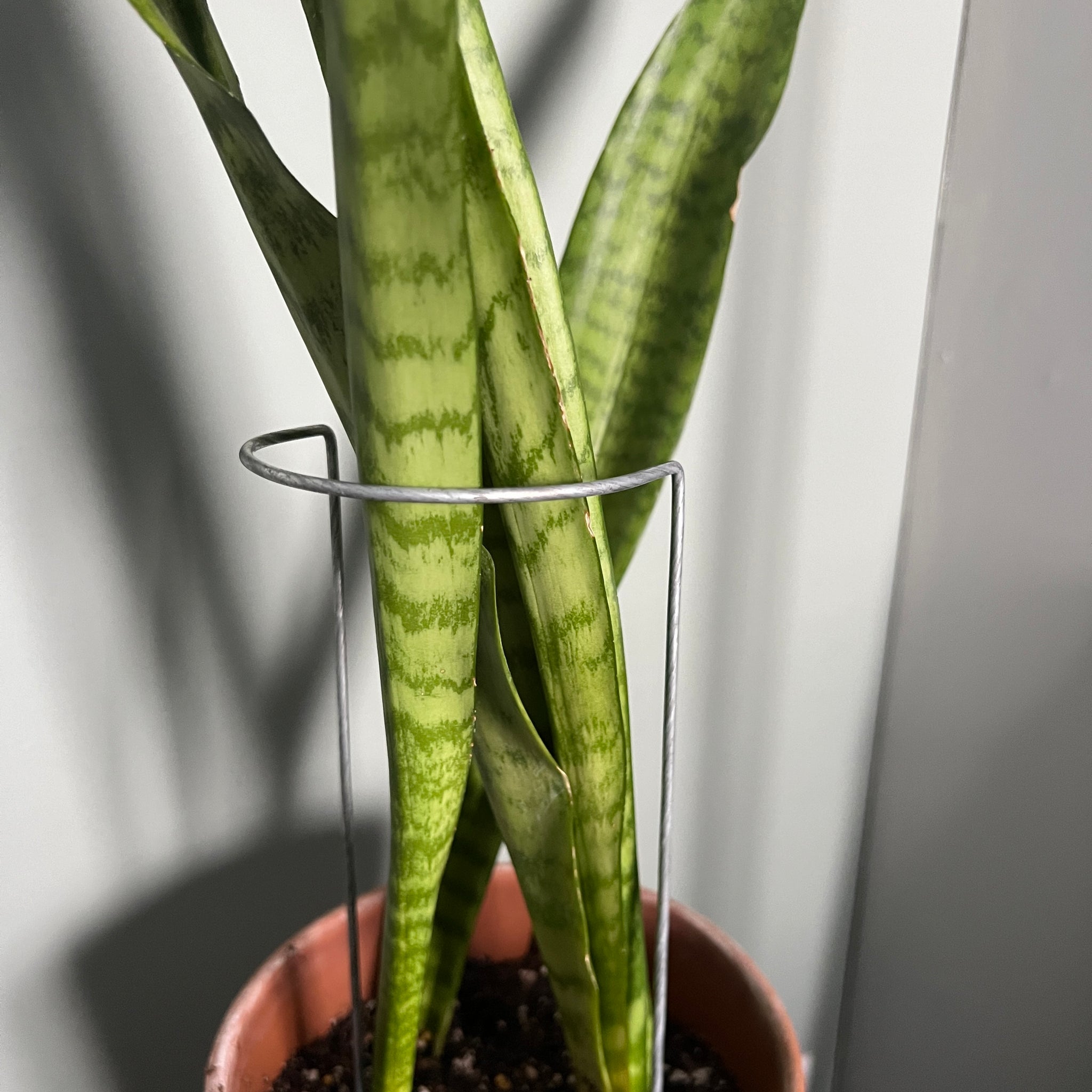 support for snake plant Steel Crescent Plant Stake, Leaning Plant Support 9