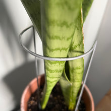 Load image into Gallery viewer, Steel Crescent Plant Stake, Leaning Plant Support
