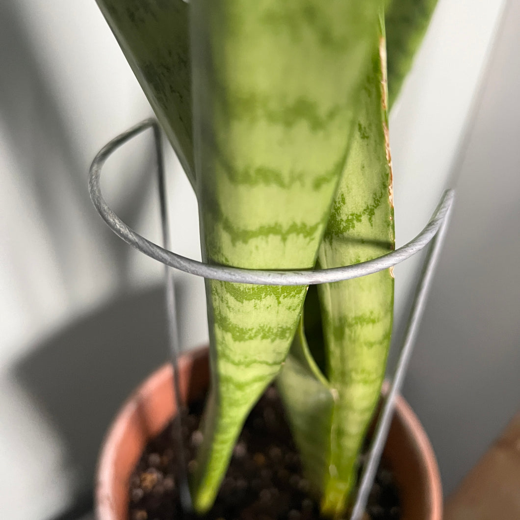 Steel Crescent Plant Stake, Leaning Plant Support