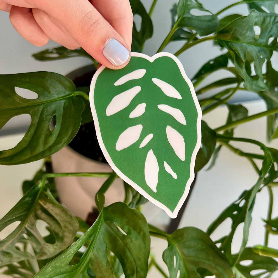 Plant Leaf Sticker, Adansonii Rhaphidophora Stickers, Plant Vinyl Decals