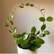 XL Circle Plant Trellis, Large Copper Round Trellis, Thick Gauge Wire