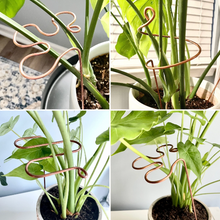 Load image into Gallery viewer, Decorative Plant Stakes, Plant Stem Supports, 3 Designs
