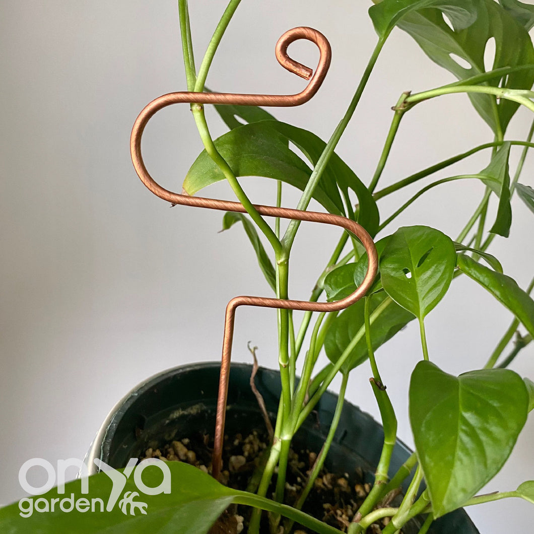 Copper Hairpin Curve Plant Stick, 2 Lengths Available