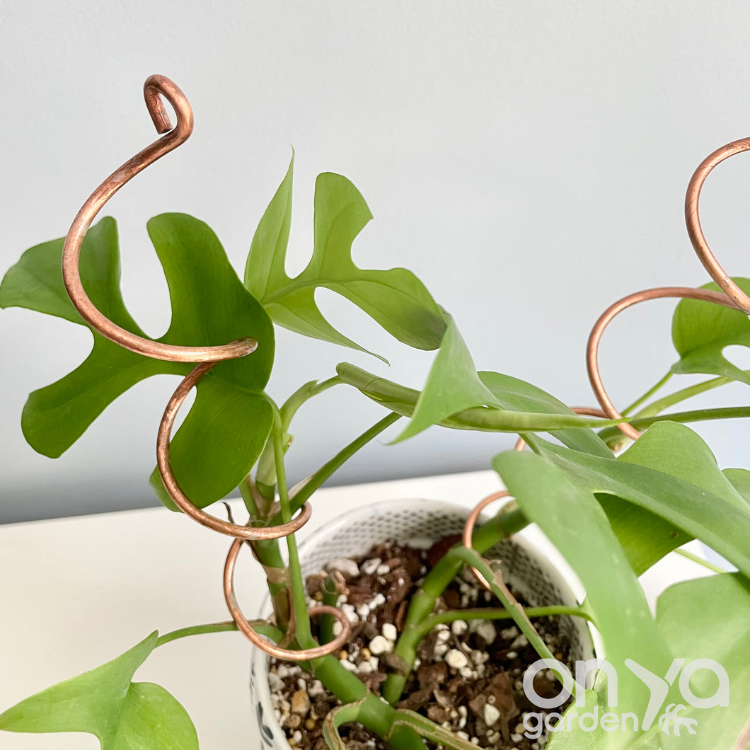Copper Spiral Plant Stick, 2 Size Options