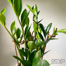 Load image into Gallery viewer, Copper Mini Stem Supports Plant Sticks, Set of 3
